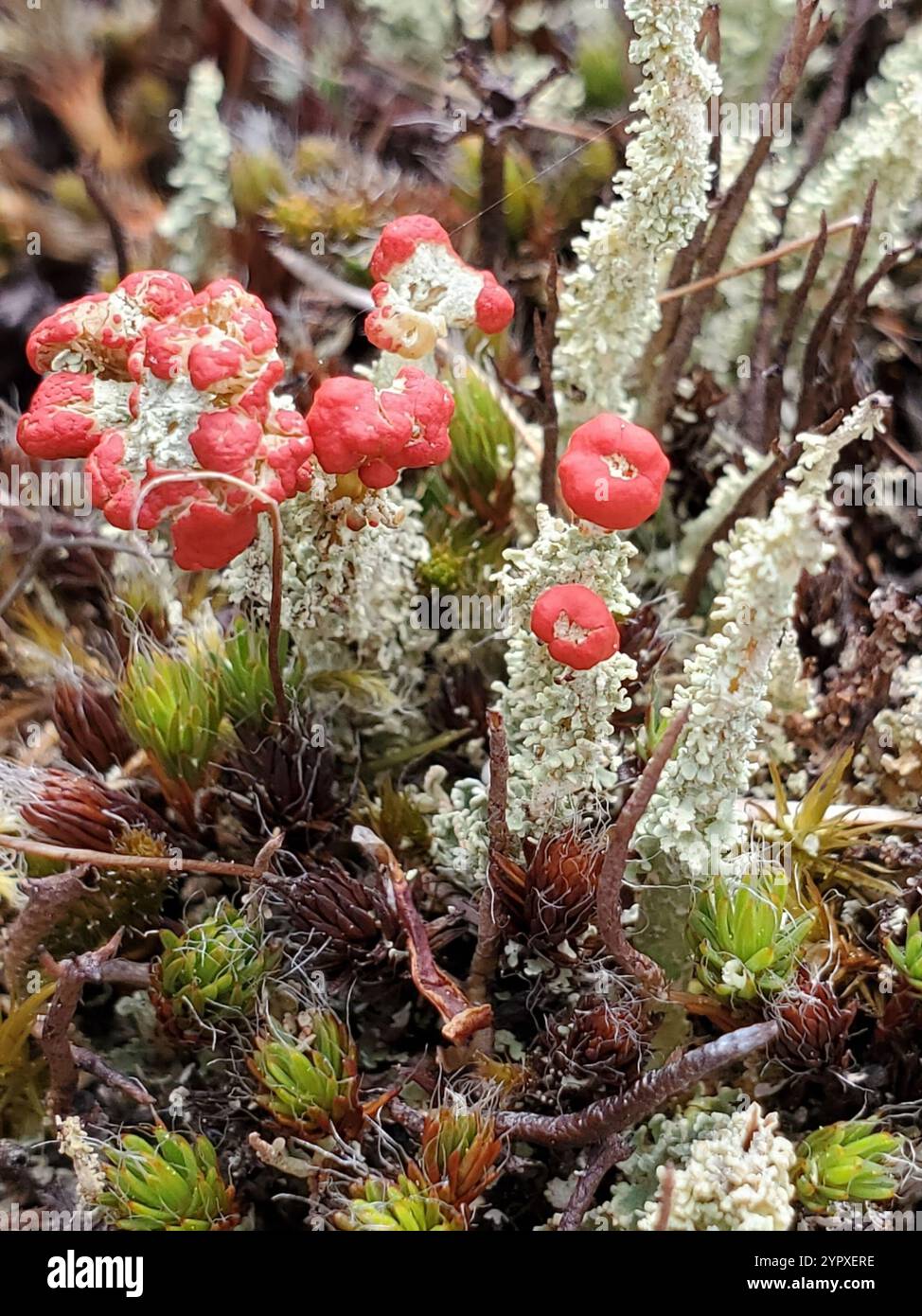 Soldats jouets (Cladonia bellidiflora) Banque D'Images