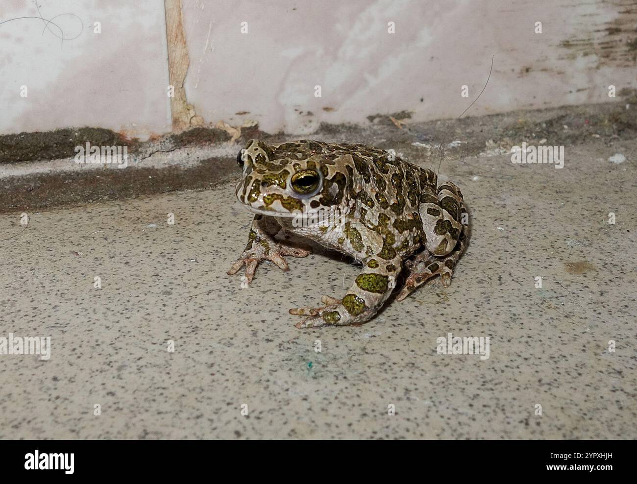Crapaud variable (Bufotes viridis sitibundus) Banque D'Images