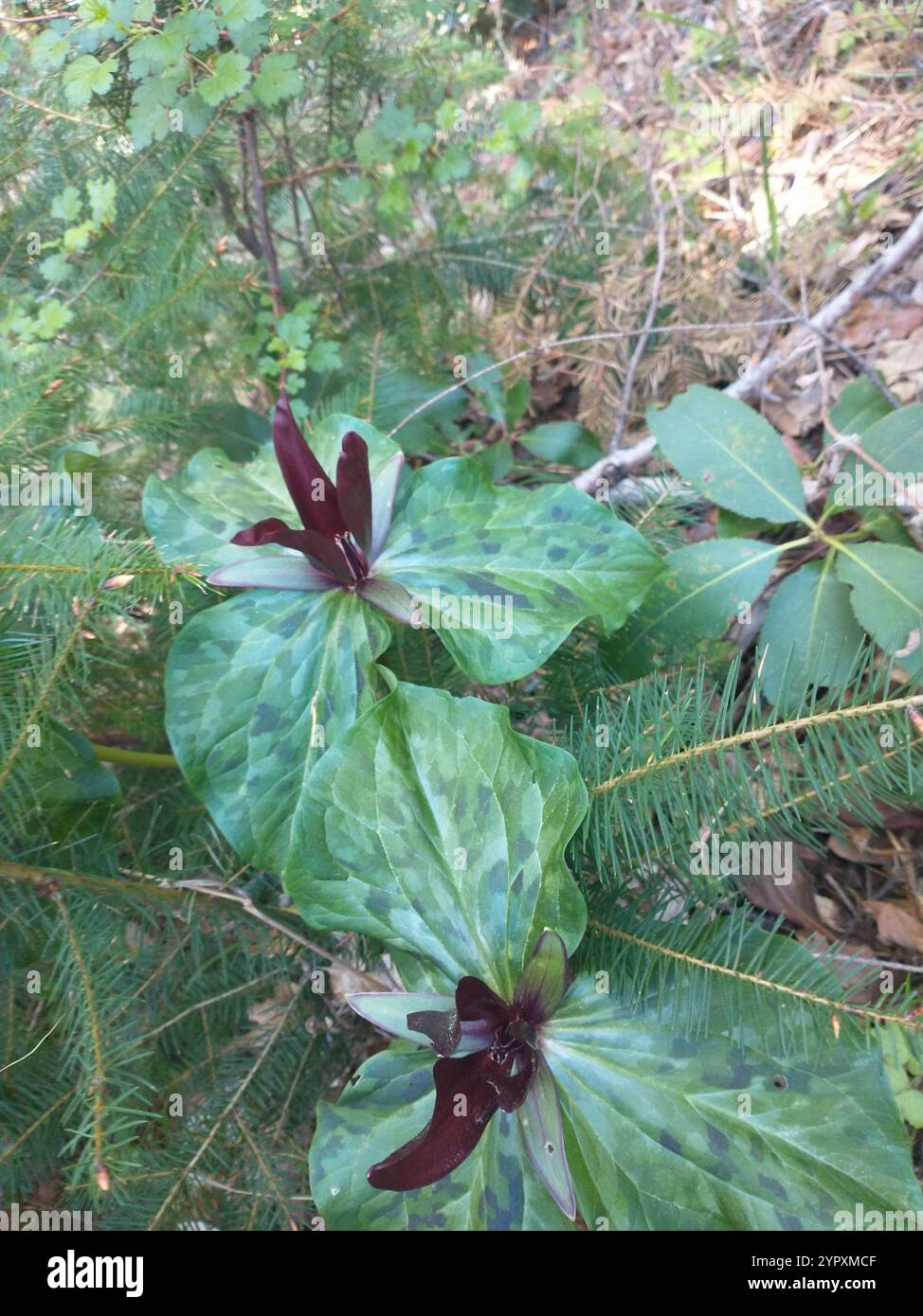 wakerobin violet géant (Trillium kurabayashii) Banque D'Images
