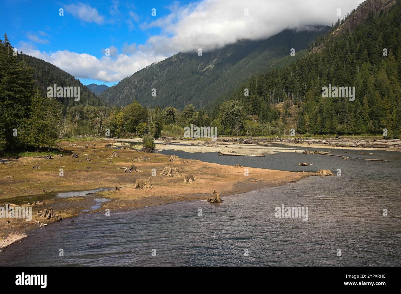 La fin du lac Cushman avec les montagnes olympiques en arrière-plan. Souches d'arbres dans l'eau. Banque D'Images
