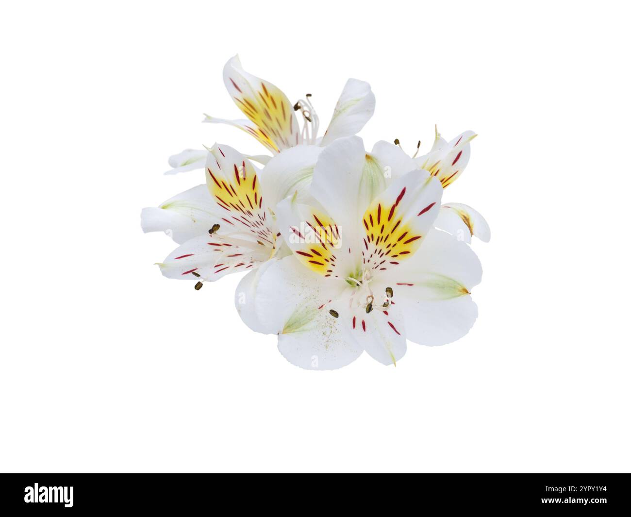 Alstroemeria bouquet de fleurs blanches isolé sur blanc. Le lis péruvien ou le lis des Incas fleurissent avec des taches jaunes et des marques rouges. Arrangement floral Banque D'Images