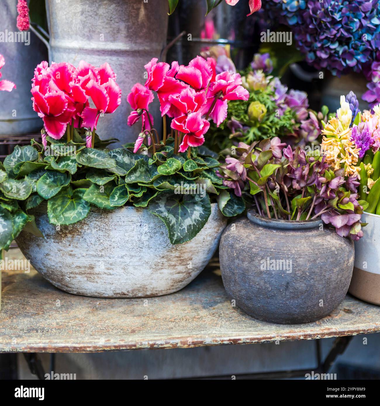 Un bel arrangement de fleurs remplit le jardin : amaranthus, lis Bourgogne, hellebores, hortensias, cyclamens, anémones, roses, œillets et Banque D'Images