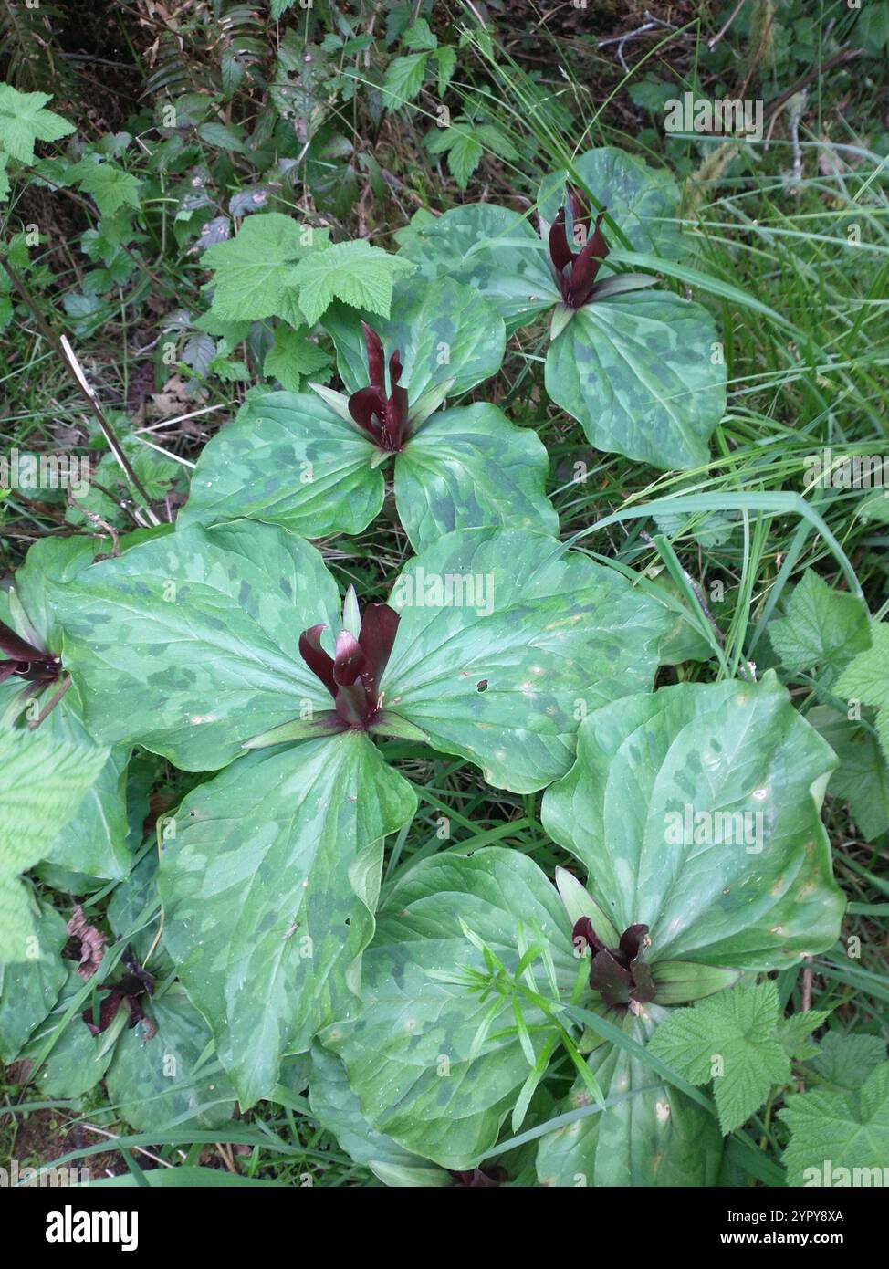 wakerobin violet géant (Trillium kurabayashii) Banque D'Images