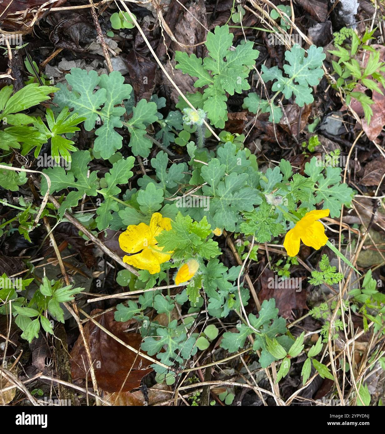 Celandine Poppy (Stylophorum diphyllum) Banque D'Images