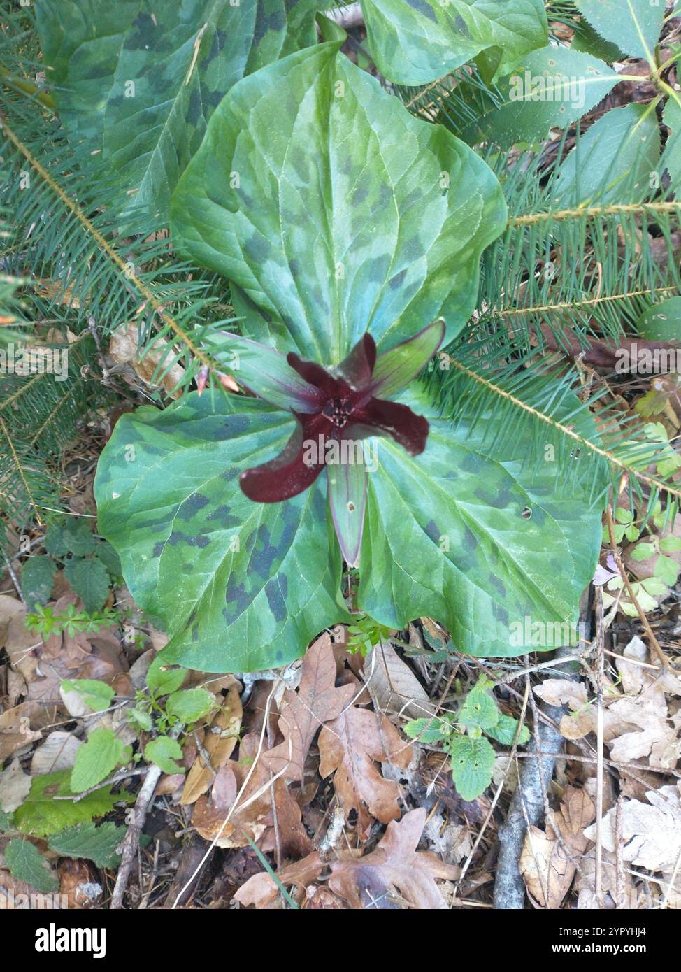 wakerobin violet géant (Trillium kurabayashii) Banque D'Images