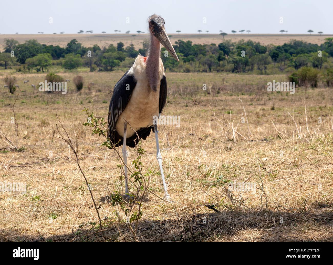 Marabou Stork, Masai Mara, Kenya, Afrique de l'est Banque D'Images