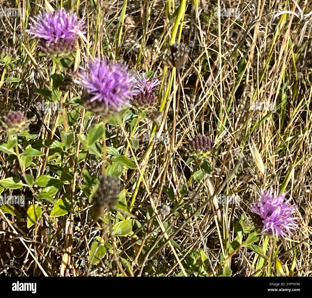 Menthe coyote (Monardella villosa) Banque D'Images