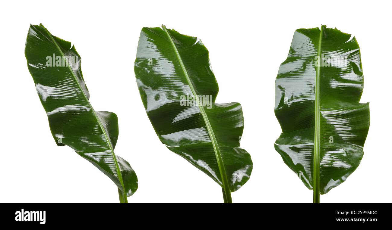 Feuilles de banane vert vif isolées sur blanc, serties Banque D'Images