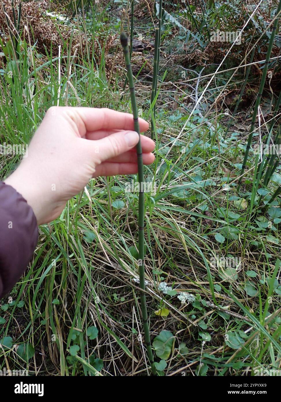 Gruau de l'ouest (Equisetum hyemale affine) Banque D'Images