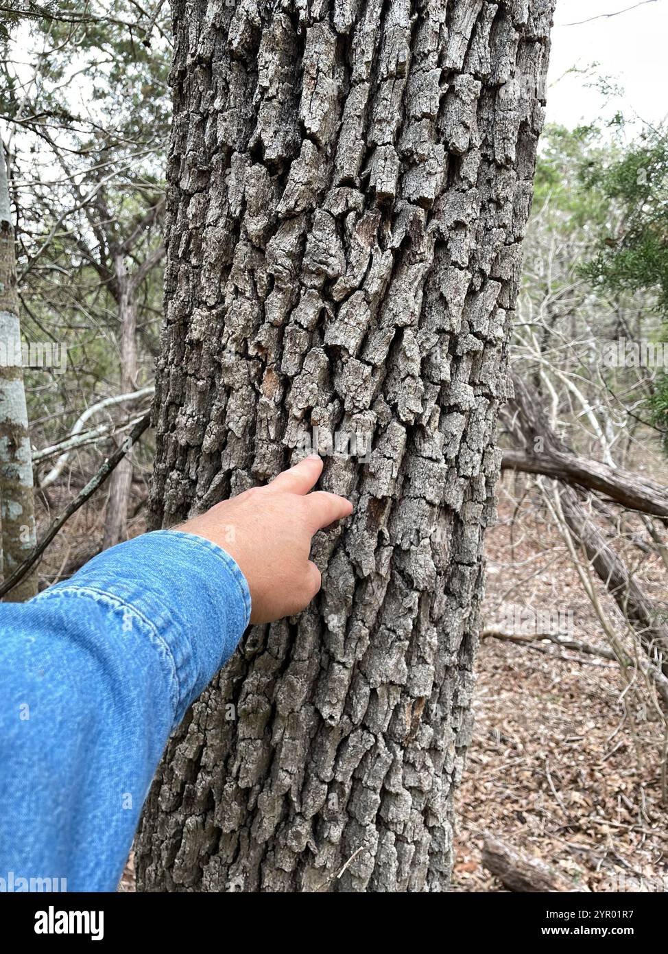 Chêne postérieur (Quercus stellata) Banque D'Images