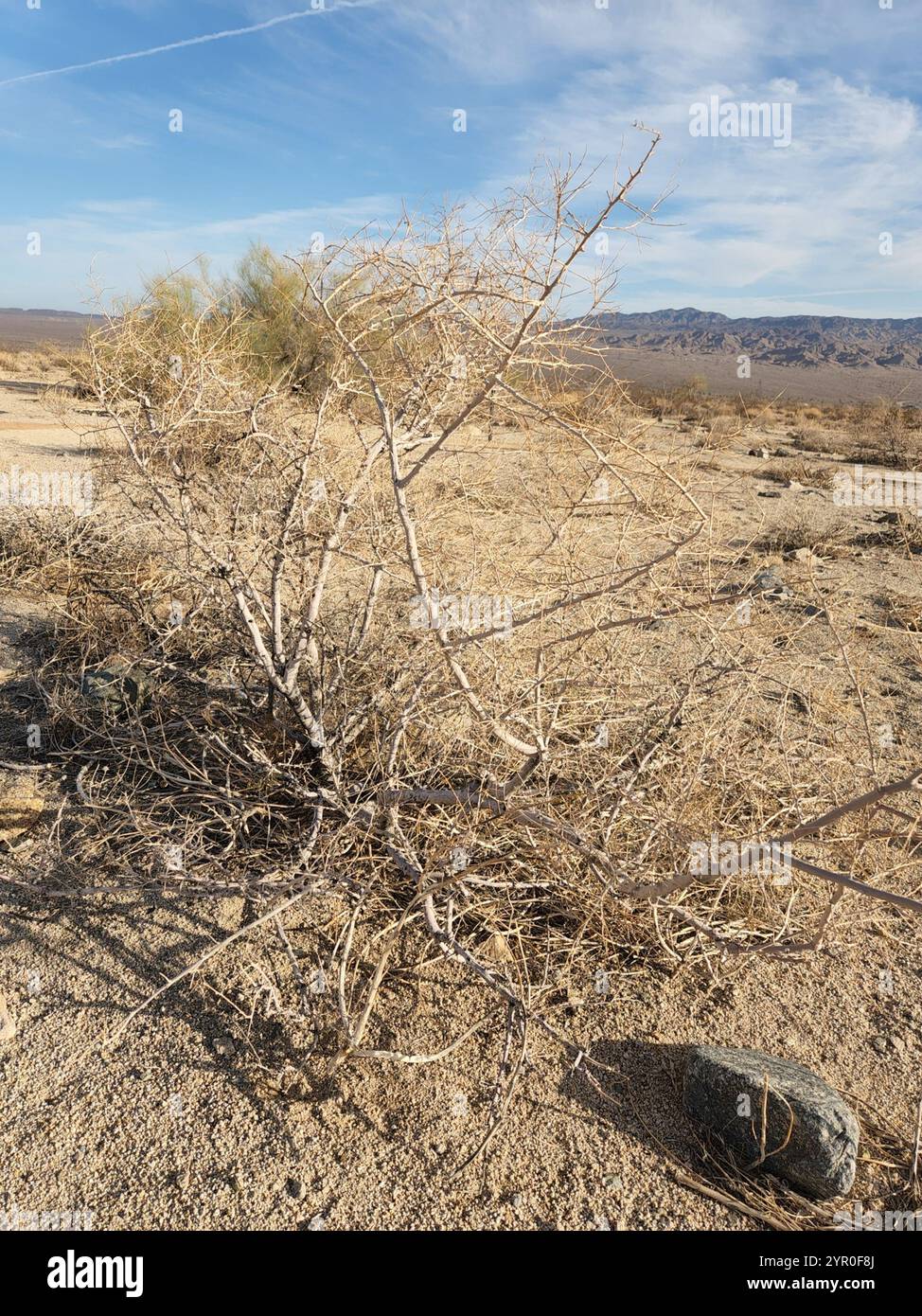 Indigobush de Schott (Psorothamnus schottii) Banque D'Images