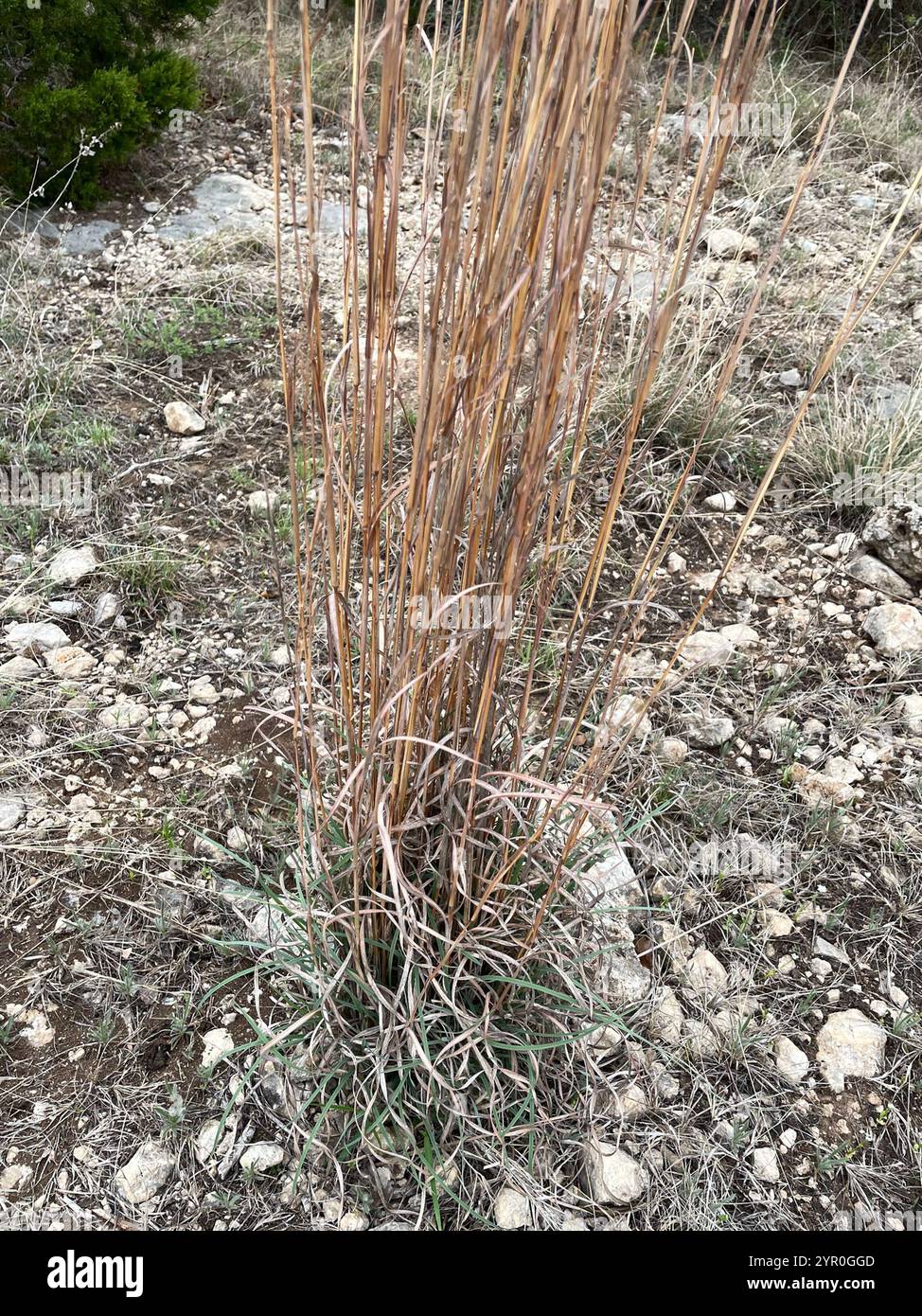 Petit bluestem (Schizachyrium scoparium) Banque D'Images