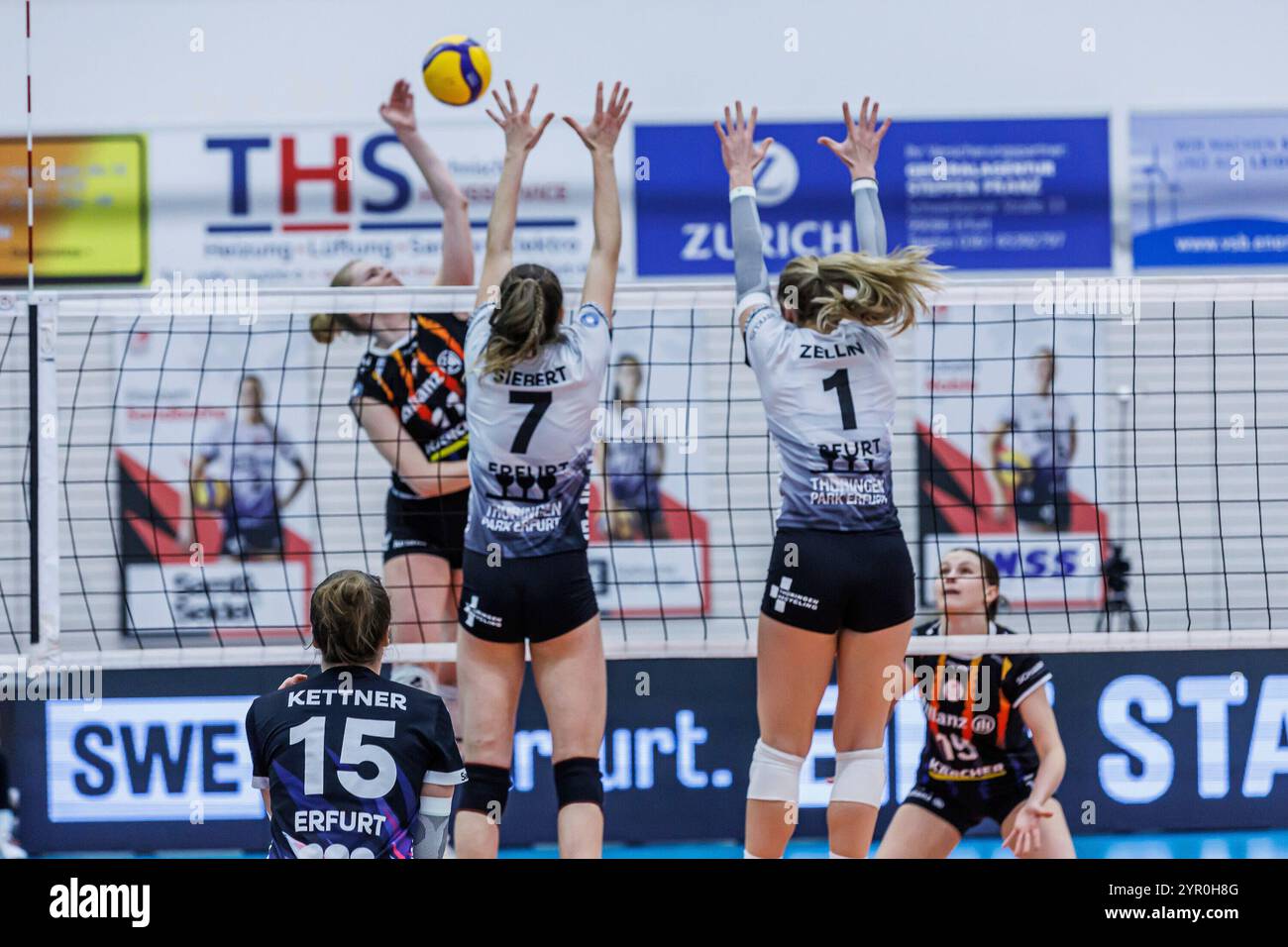 Erfurt, Deutschland. 30 novembre 2024. Von links : Sina Siebert (Schwarz-Weiss Erfurt, 7) und Alina Zellin (Schwarz-Weiss Erfurt, 1) beim Block, 30.11.2024, Erfurt (Deutschland), volley-ball, Bundesliga Frauen, Schwarz-Weiss Erfurt - Allianz MTV Stuttgart crédit : dpa/Alamy Live News Banque D'Images