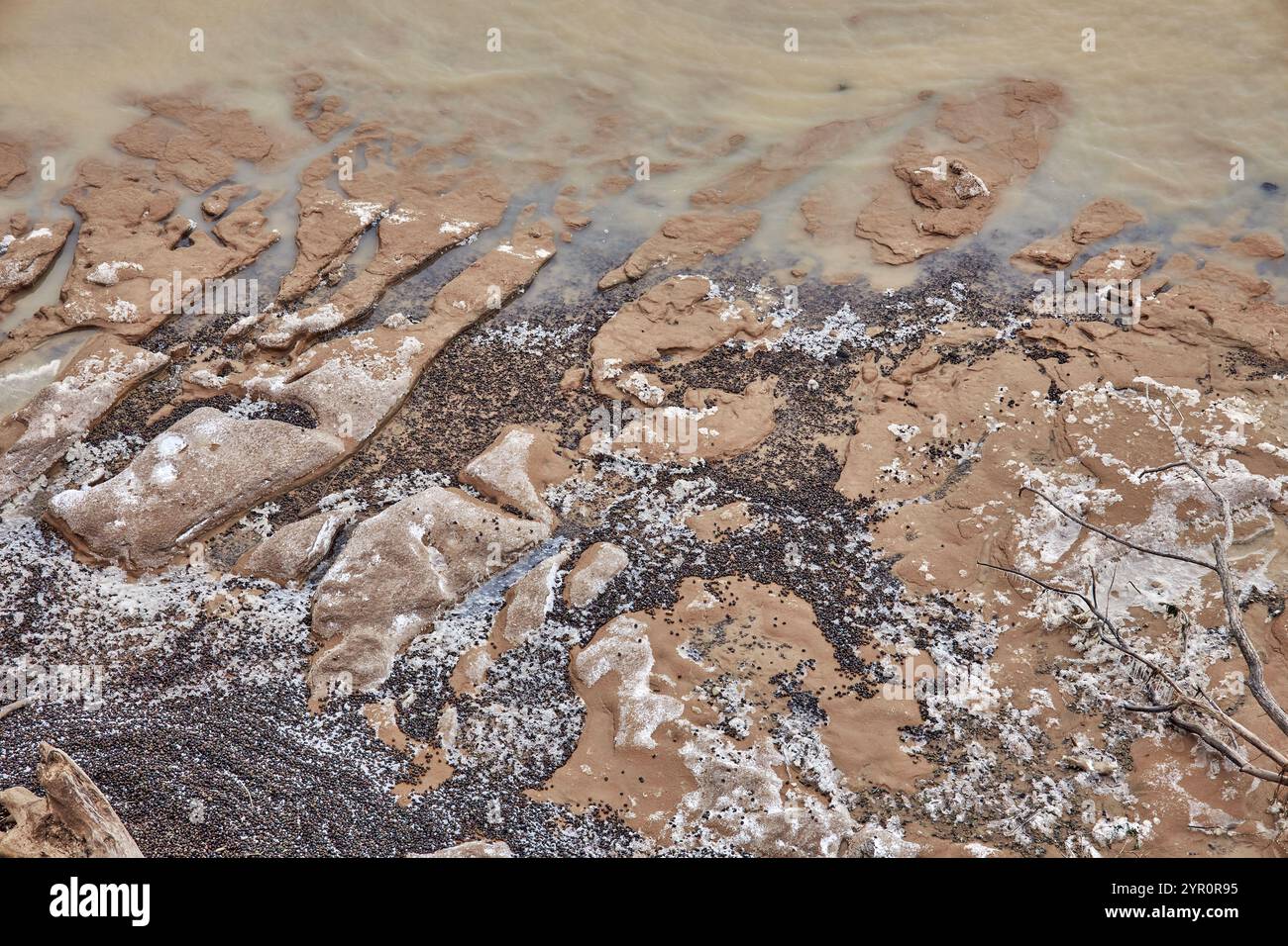 Beaux motifs de côte de mer sablonneuse gelée. Beaucoup de coquilles d'escargot, sable, bûches couvertes de gel, saupoudrées de neige. l'eau a coupé le sol. Naturel Banque D'Images