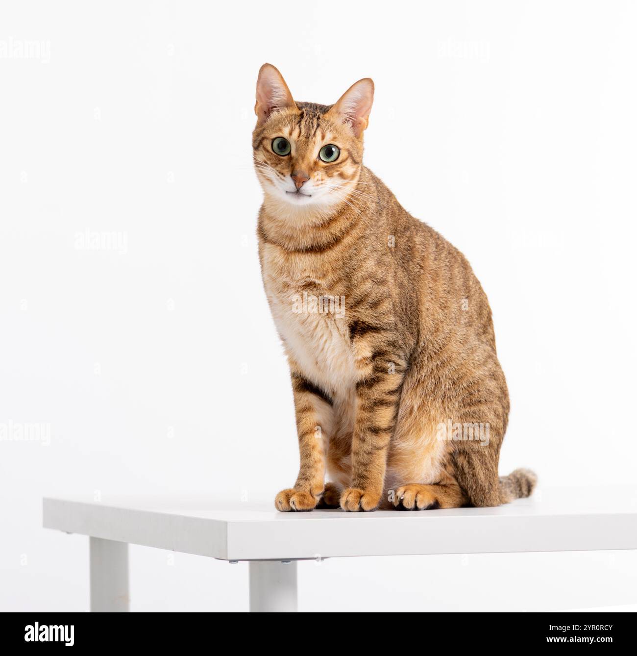 chat se reposant sur une table et regardant la caméra Banque D'Images