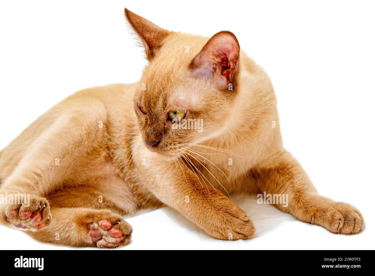 Kitty Cat birman chocolat couleur, est une race de chat domestique, originaires de Thaïlande, soupçonnés d'avoir ses racines près de l'actuelle zone. Banque D'Images