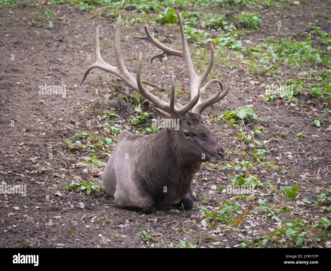 Des cerfs majestueux aux bois impressionnants reposent paisiblement parmi les feuilles sèches et la végétation luxuriante en automne Banque D'Images