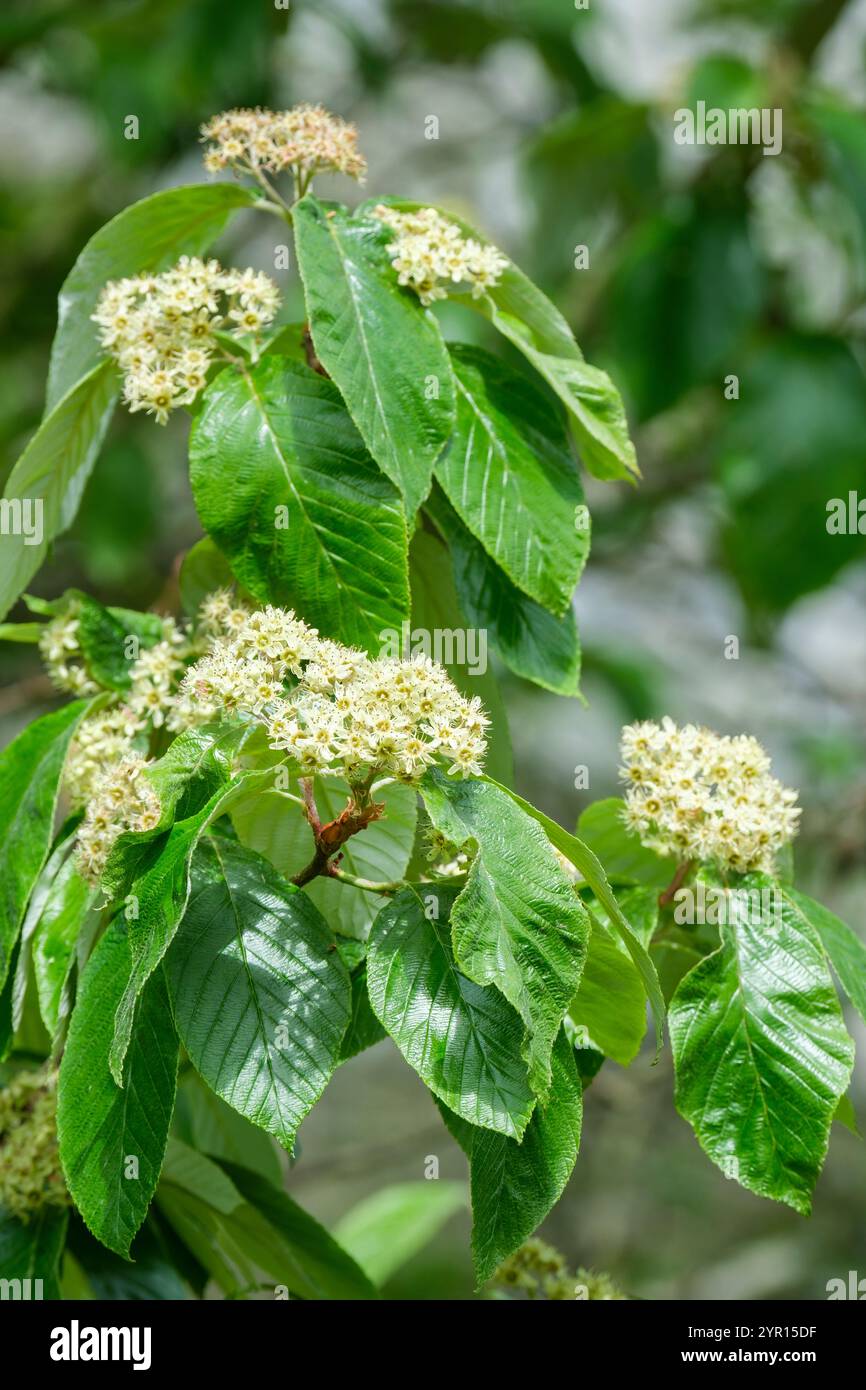 Sorbus hemsleyi, la poutre blanche de Hemsley, fleurs vert jaunâtre, fin du printemps Banque D'Images Sorbus hemsleyi, la poutre blanche de Hemsley, fleurs vert jaunâtre, fin du printemps Banque D'Images