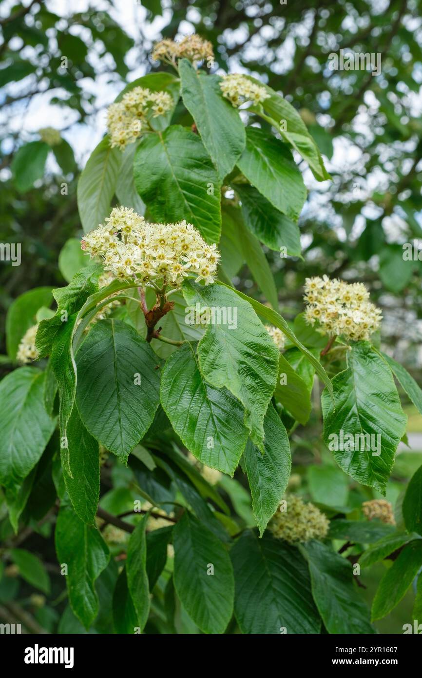 Sorbus hemsleyi, la poutre blanche de Hemsley, fleurs vert jaunâtre, fin du printemps Banque D'Images Sorbus hemsleyi, la poutre blanche de Hemsley, fleurs vert jaunâtre, fin du printemps Banque D'Images