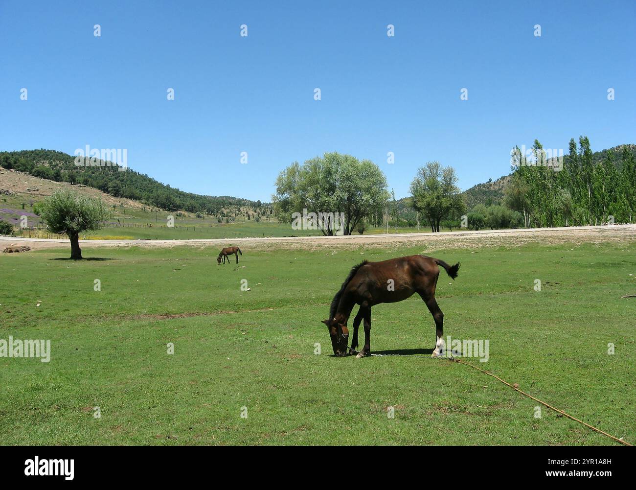 Poulains et chevaux paissant dans la vallée verte Banque D'Images