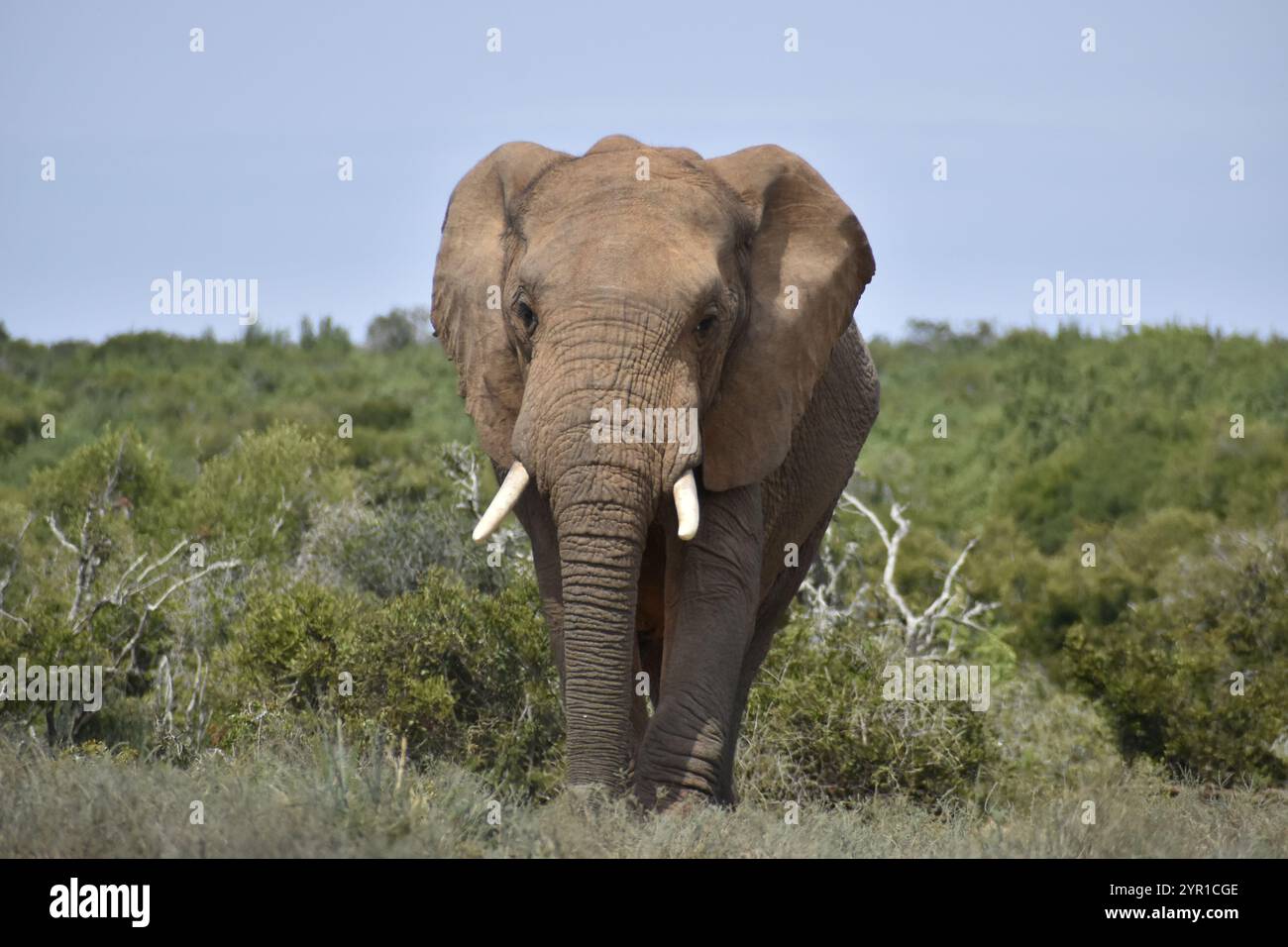 Bull d'éléphants d'Afrique Banque D'Images