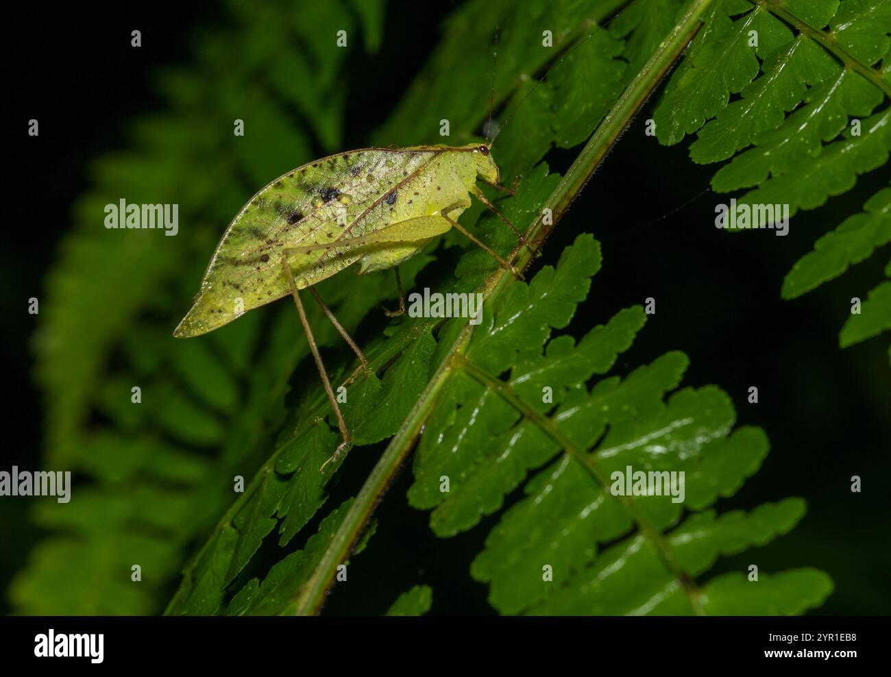 Katydid, Orophus tesselatus, également connu sous le nom de fausse feuille Katydid, sur feuille, Costa Rica Banque D'Images