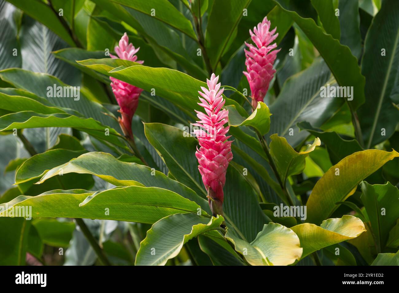Fleurs de gingembre rouge, Alpinia purpurata, également connu sous le nom de plume d'autruche et de gingembre rose à cône, jardins botataniques de l'Observatoire Arenal, Costa Rica Banque D'Images