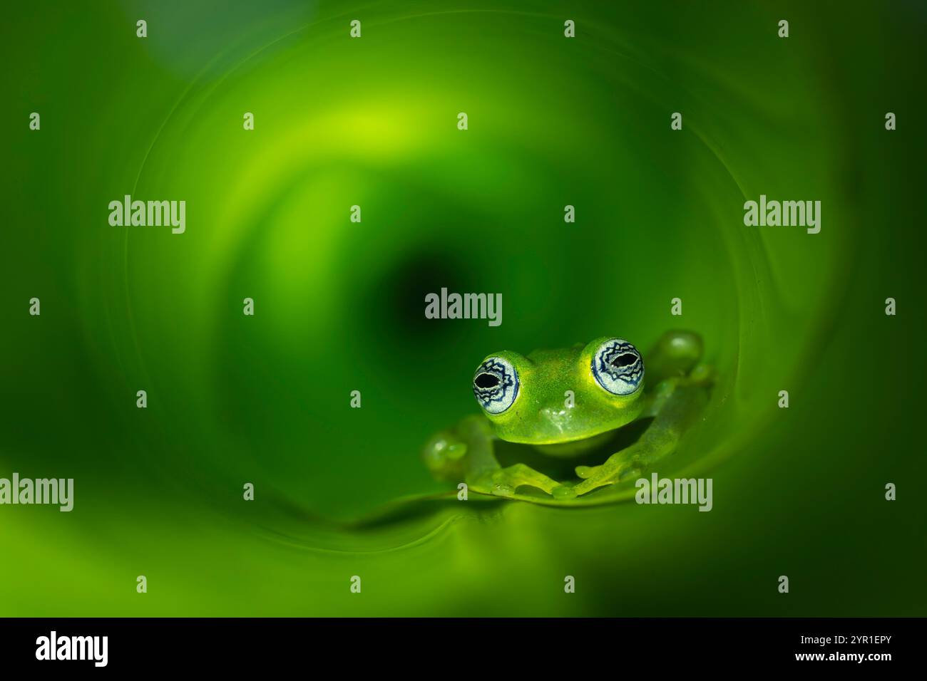 Grenouille en verre fantôme, Sachatamia ilex, à l'intérieur d'une feuille enroulée, Costa Rica Banque D'Images