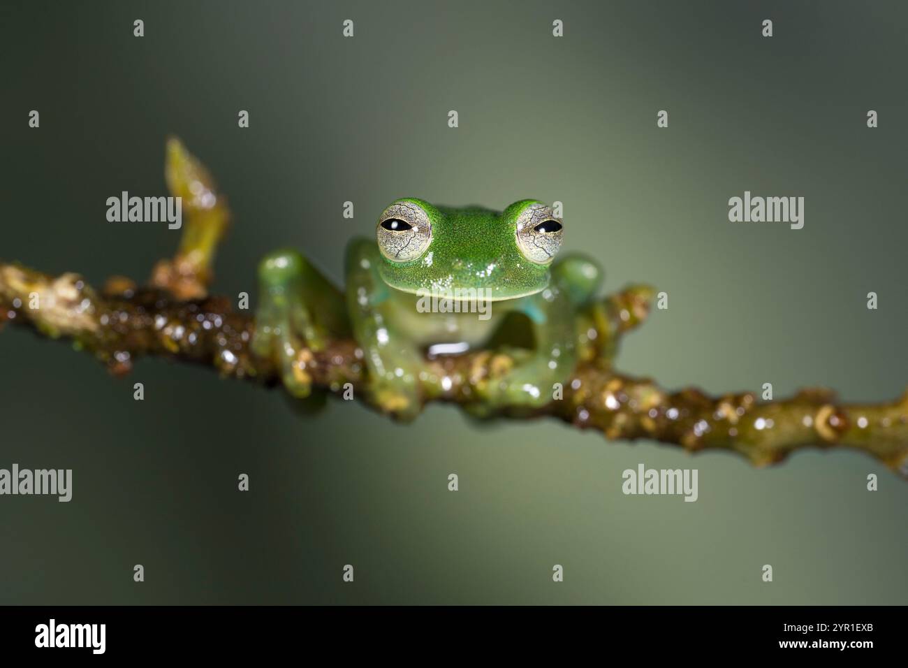 Grenouille en verre émeraude, Espadarana prosoblepon, Costa Rica Banque D'Images