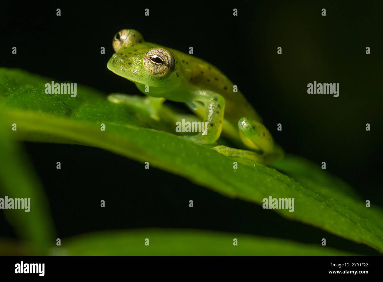 Grenouille en verre émeraude, Espadarana prosoblepon, Costa Rica Banque D'Images