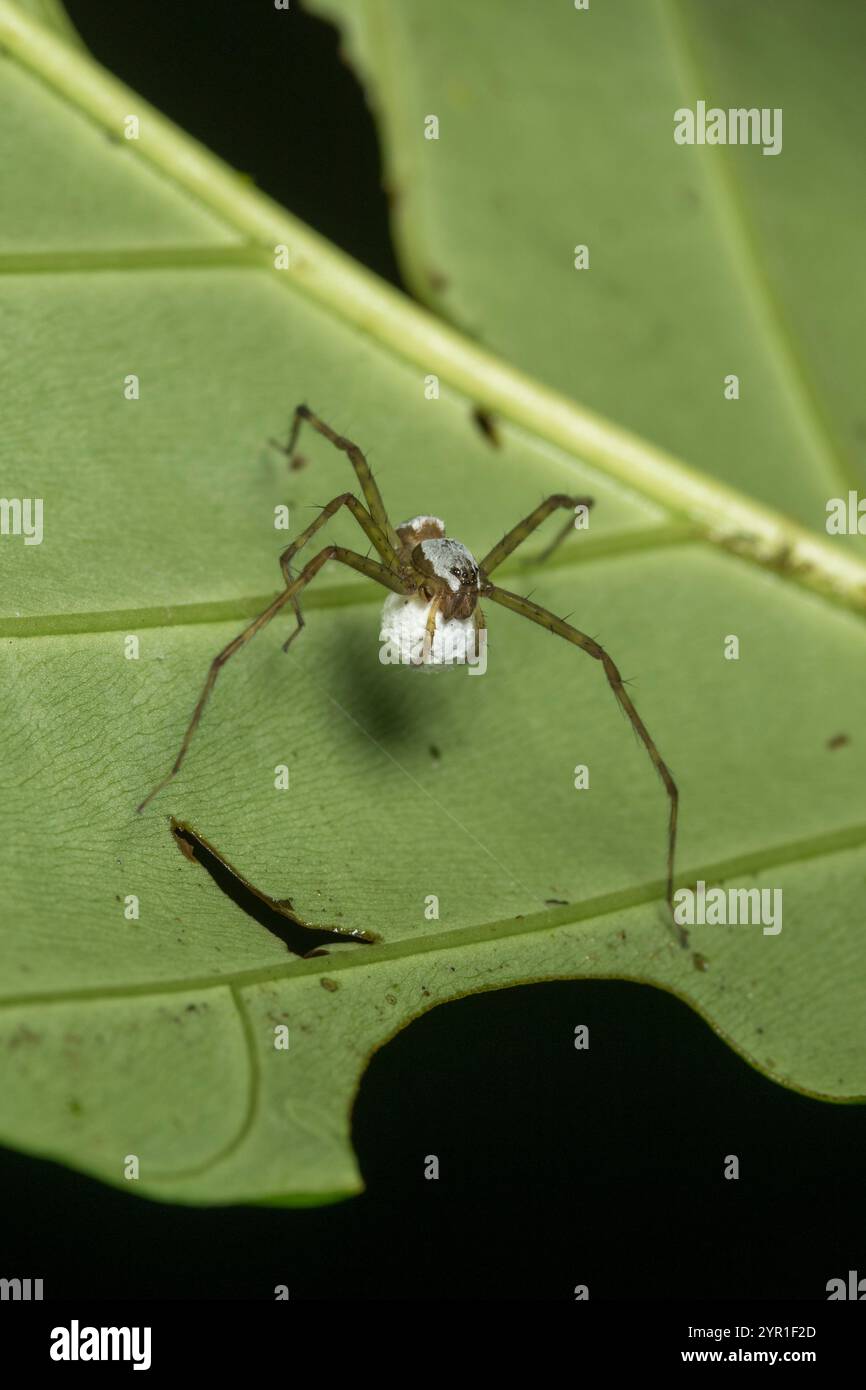 Araignée de pêche, Dolomedes SP., portant ses sacs d'œufs dans ses crocs, Costa Rica Banque D'Images