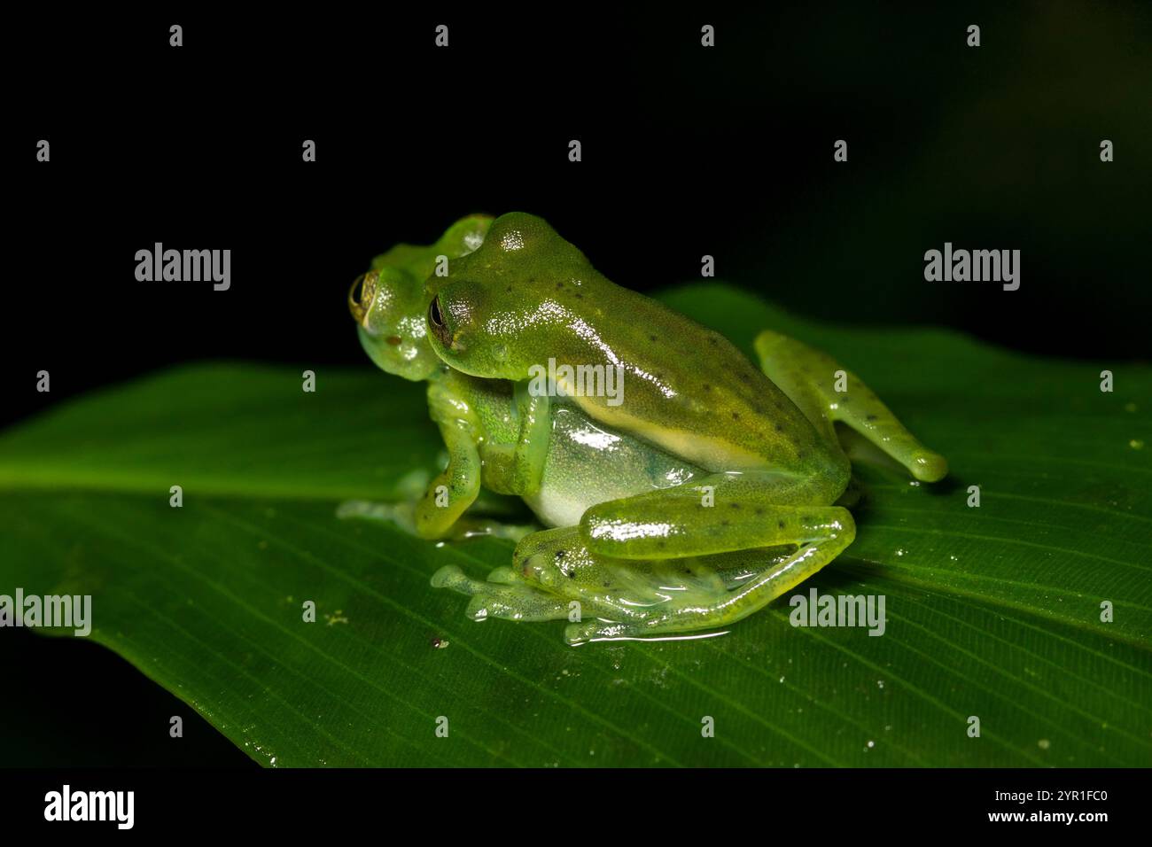 Grenouille en verre émeraude, Espadarana prosoblepon, sur une feuille, accouplement, Costa Rica Banque D'Images
