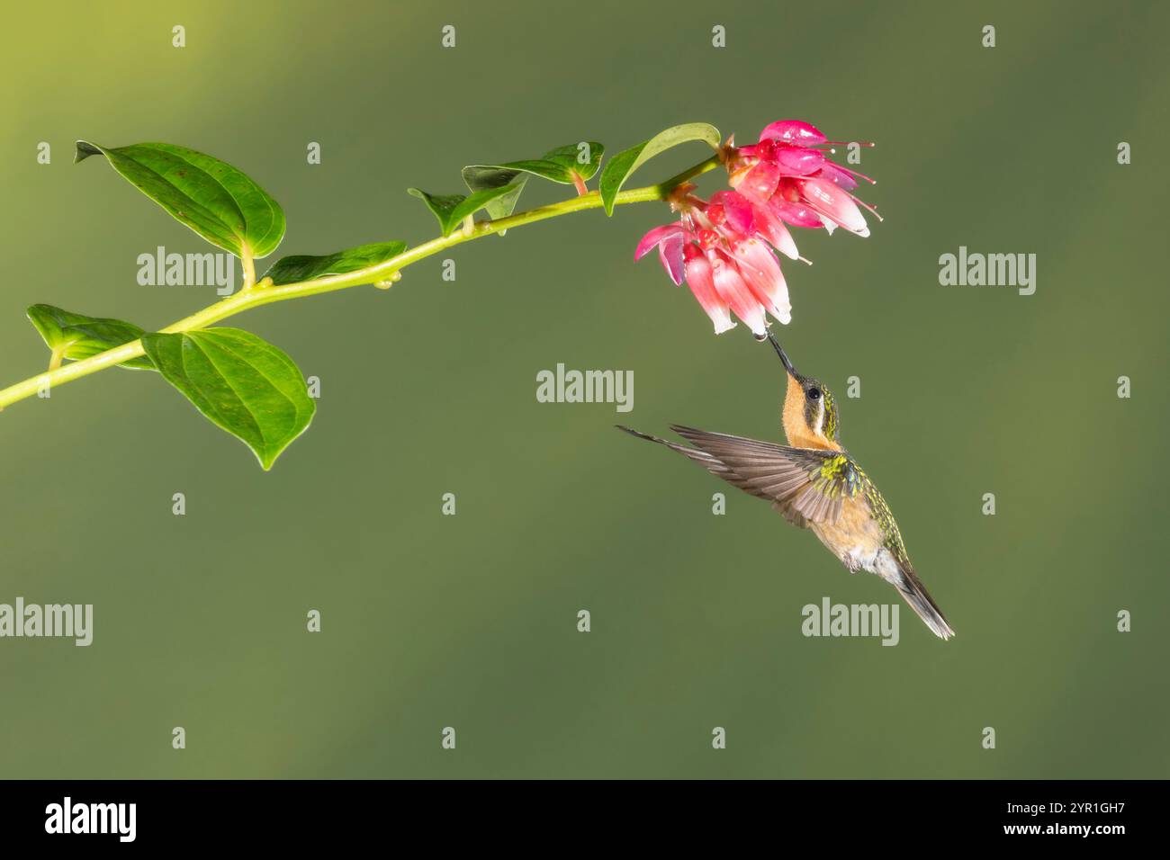 Gemme de montagne femelle à gorge blanche, Lampornis castaneoventris, en vol se nourrissant de fleurs de Cavendishia bracteata, Costa Rica Banque D'Images