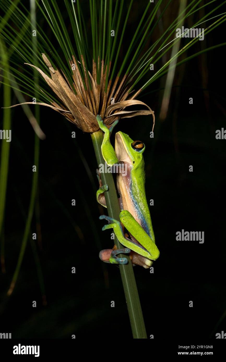 Grenouille arboricole aux yeux dorés, Agalychnis annae, également connue sous le nom de grenouille à feuilles aux yeux jaunes, espèce menacée, San Jose, Heredia, Costa Rica Banque D'Images