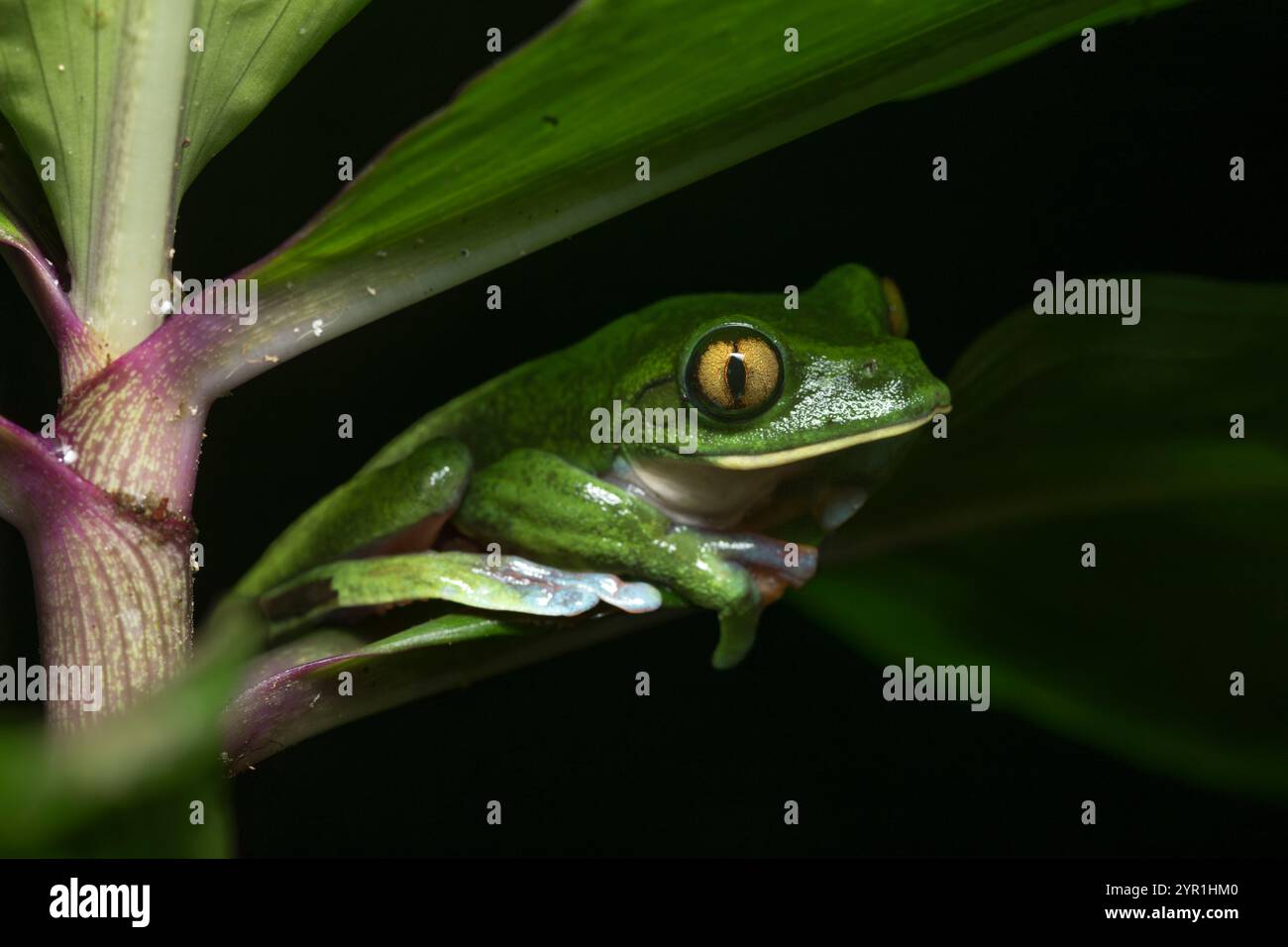 Grenouille arboricole aux yeux dorés, Agalychnis annae, également connue sous le nom de grenouille à feuilles aux yeux jaunes, espèce menacée, San Jose, Heredia, Costa Rica Banque D'Images