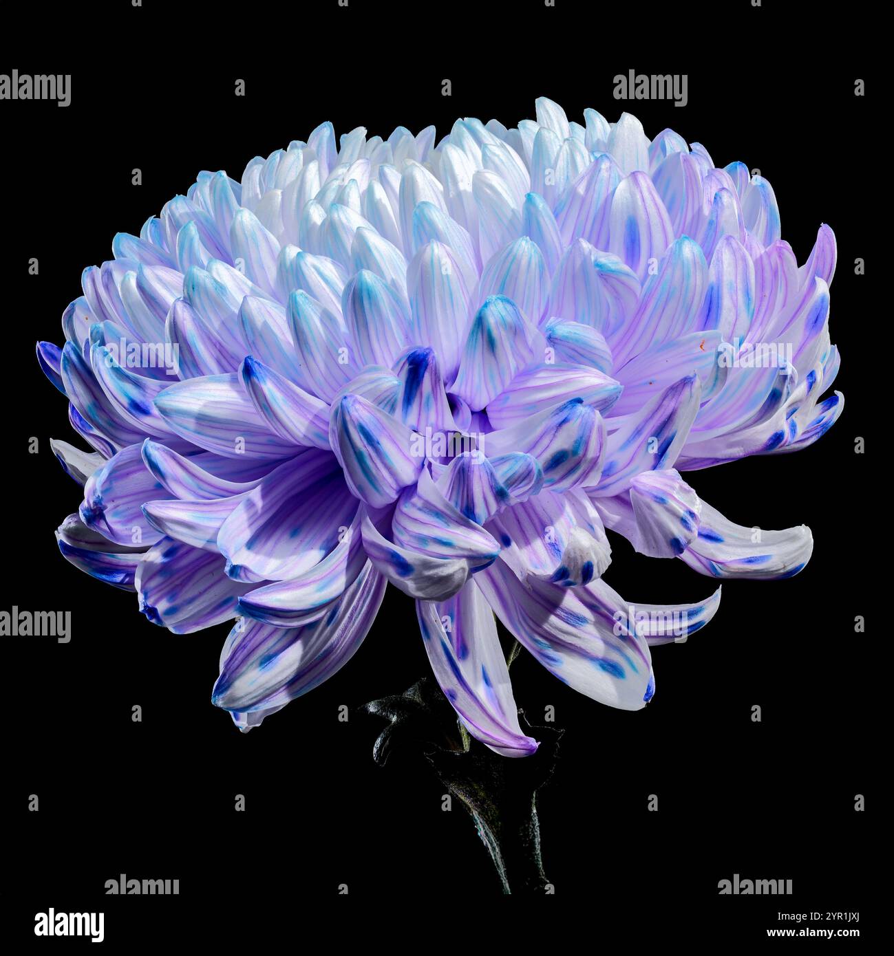 Gros plan d'un chrysanthème avec des pétales blancs et violets complexes, accentués par de délicates stries bleues et violettes. La fleur est ornée de w frais Banque D'Images