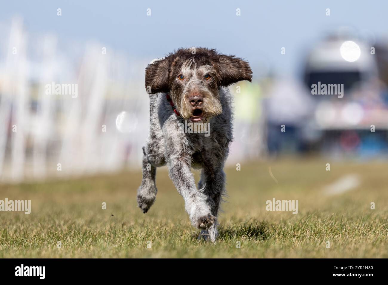 German pointer à poil dur Running Lure course Sprint Dog Sport Banque D'Images