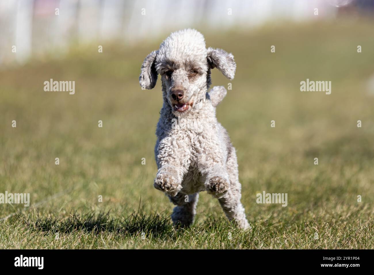 Happy Grayish Brown Toy Caniche Running Lure course Sprint Dog Sport Banque D'Images