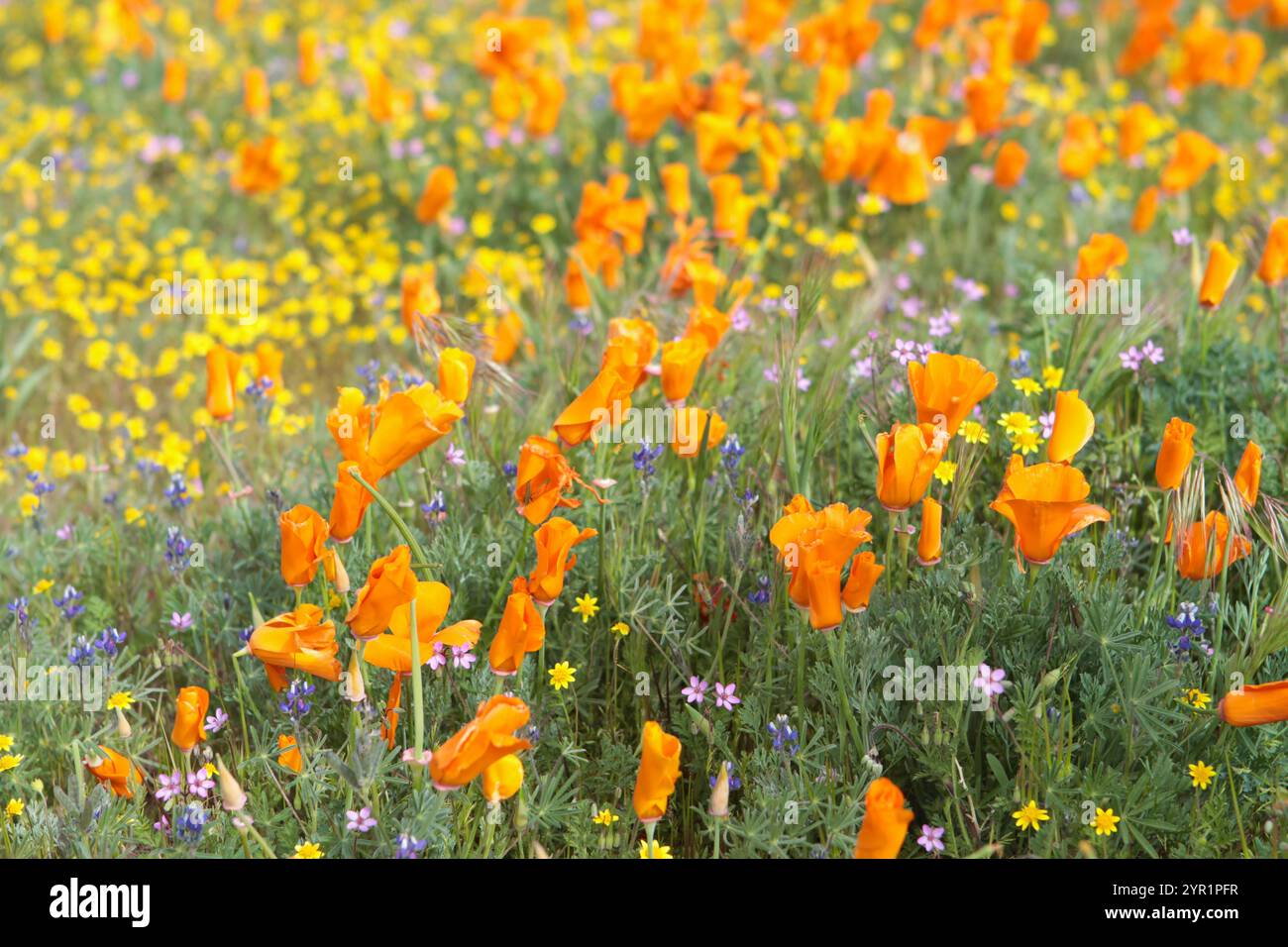 Les coquelicots orange et les champs aurifères de Californie fleurissent en Californie Banque D'Images