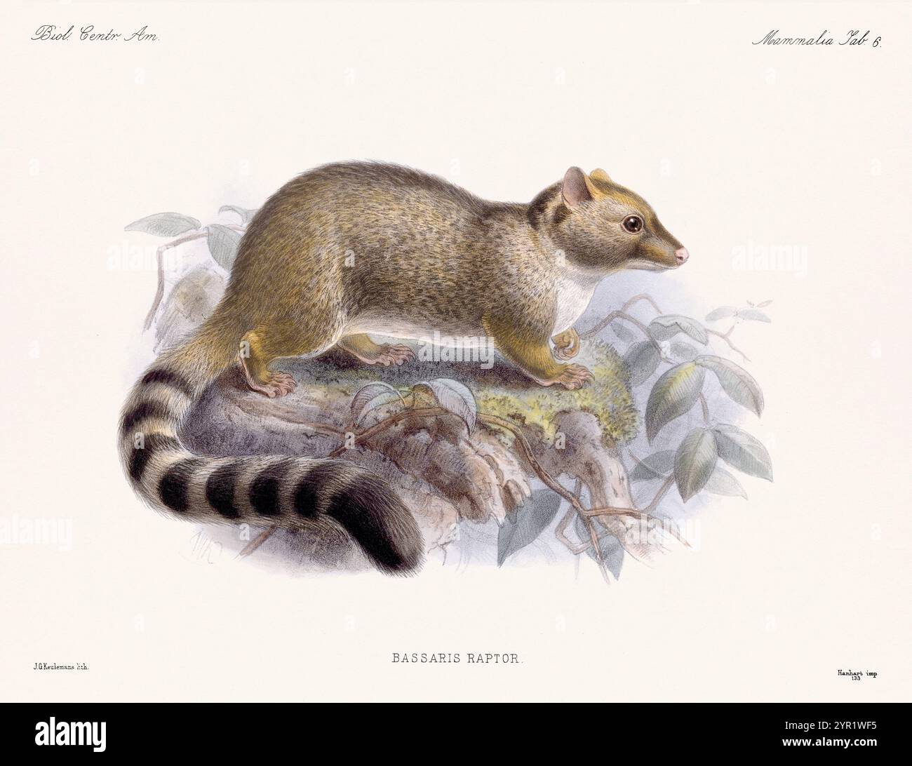 Mongoose. Illustration zoologique vintage de Biologia Centrali Americana, publiée en 1879. Représente la faune originaire d'Amérique centrale. Banque D'Images