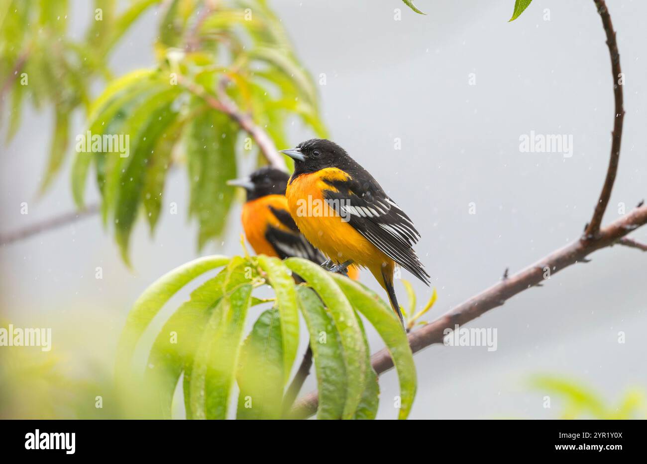 Paire d'Orioles de Baltimore, icterus galbula, Costa Rica Banque D'Images