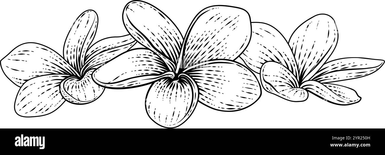 Plumeria Frangipani Tropical Bali Flower Woodcut Illustration de Vecteur