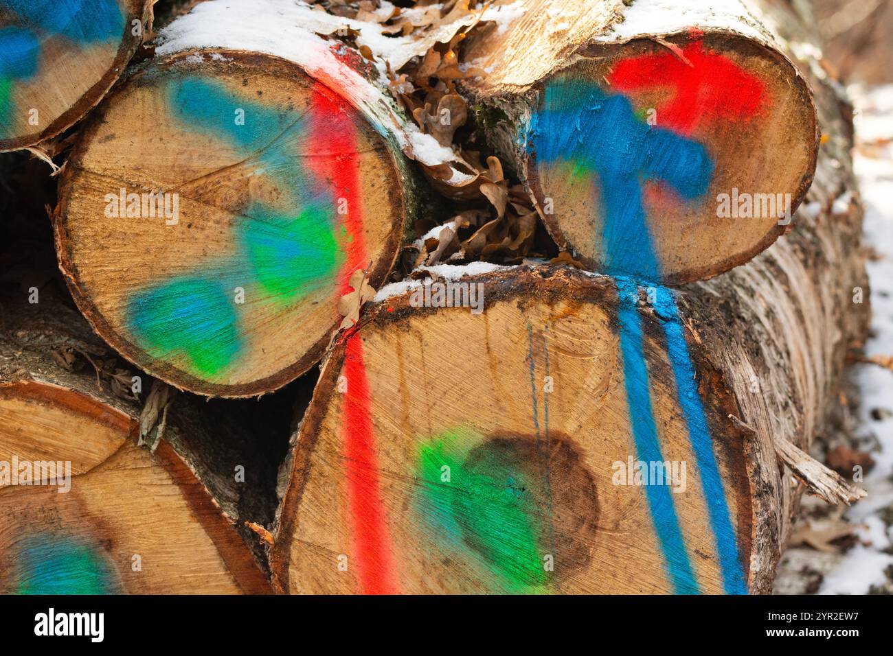 Couper des bûches de bois empilées dans une pile, peintes avec des peintures en aérosol colorées pour empêcher le vol, est de la Pologne Banque D'Images