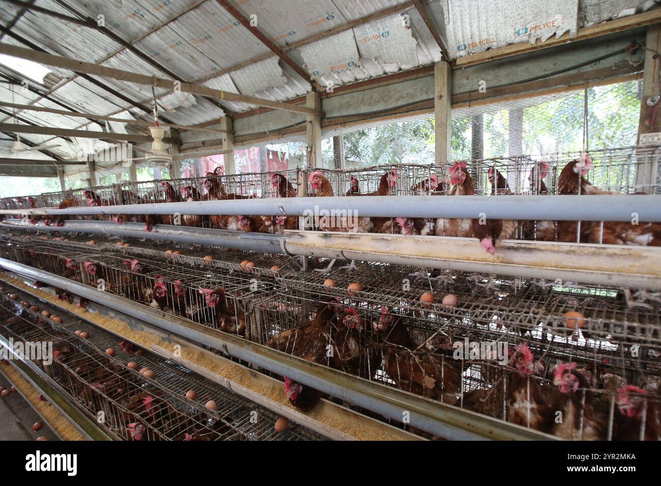 Dhaka, Bangladesh. 30 novembre 2024. Les poulets jettent un coup d’œil depuis une cage dans une ferme avicole à Keraniganj Upazila. Le système économique du Bangladesh est principalement tributaire de l'agriculture et de la production agricole comme les élevages de volailles. L'aviculture est une entreprise très rentable tant pour les particuliers que pour les grands producteurs. Le 2 décembre 2024 à Dhaka, Bangladesh. Photo Habibur Rahman/ABACAPRESS. COM Credit : Abaca Press/Alamy Live News Banque D'Images