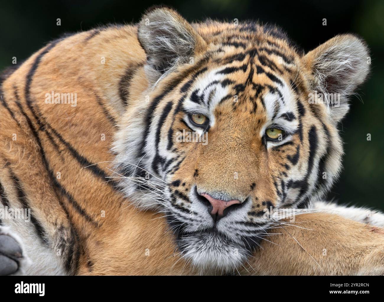 Portrait d'un tigre d'Amur Banque D'Images Portrait d'un tigre d'Amur Banque D'Images