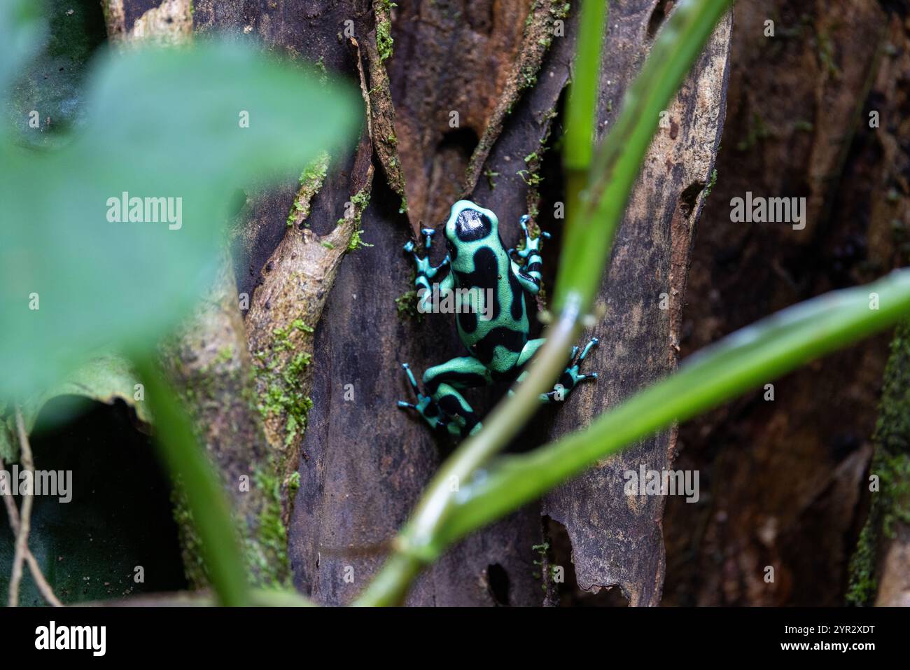 A Green-and-Black Poison Dart Frog (Dendrobates auratus), aussi connu sous des variations autres noms (Poison Arrow Frog, Poison Frog, etc.). Banque D'Images
