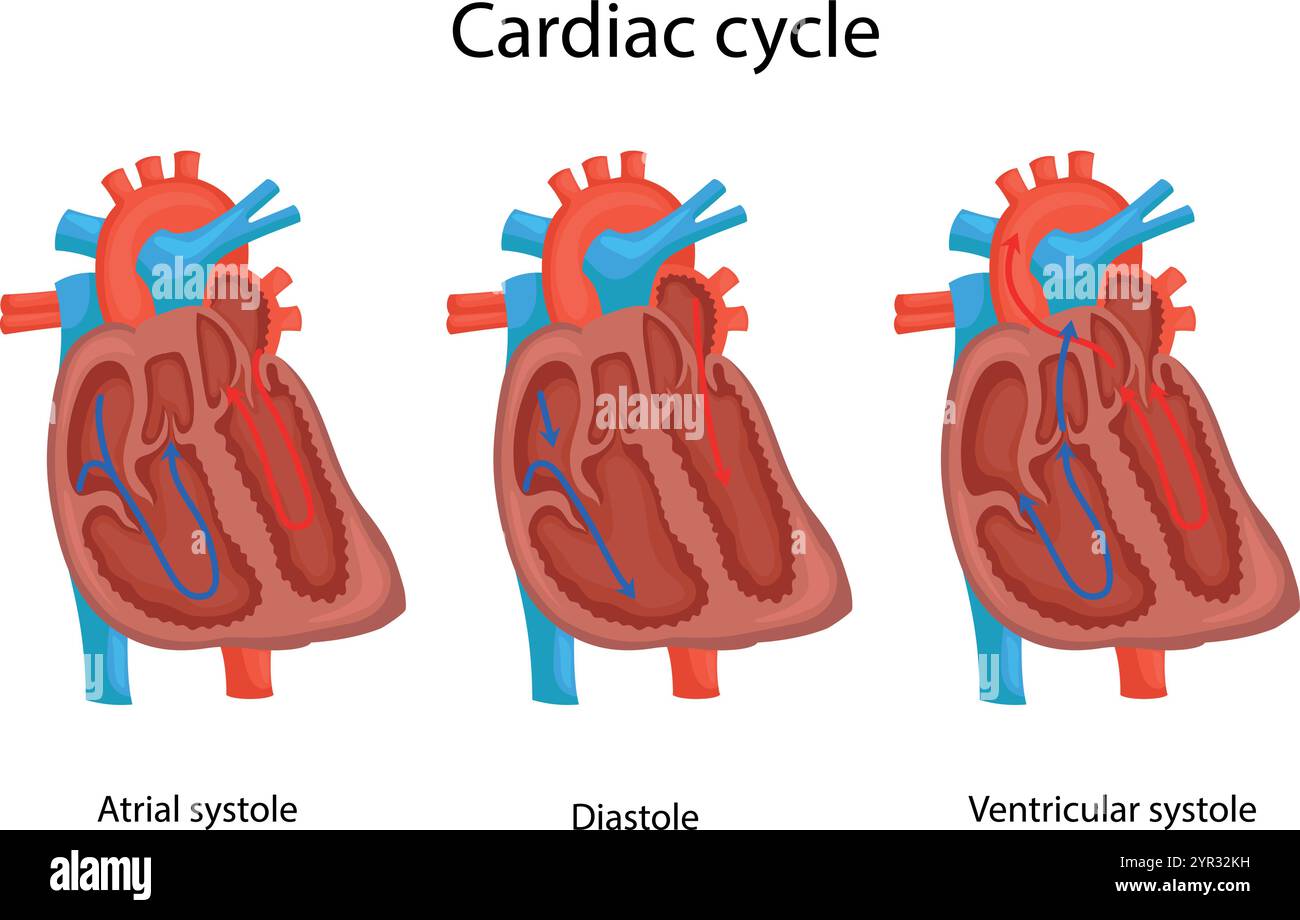 Trois phases du cycle cardiaque. Diastole, systole auriculaire, Illustration de Vecteur