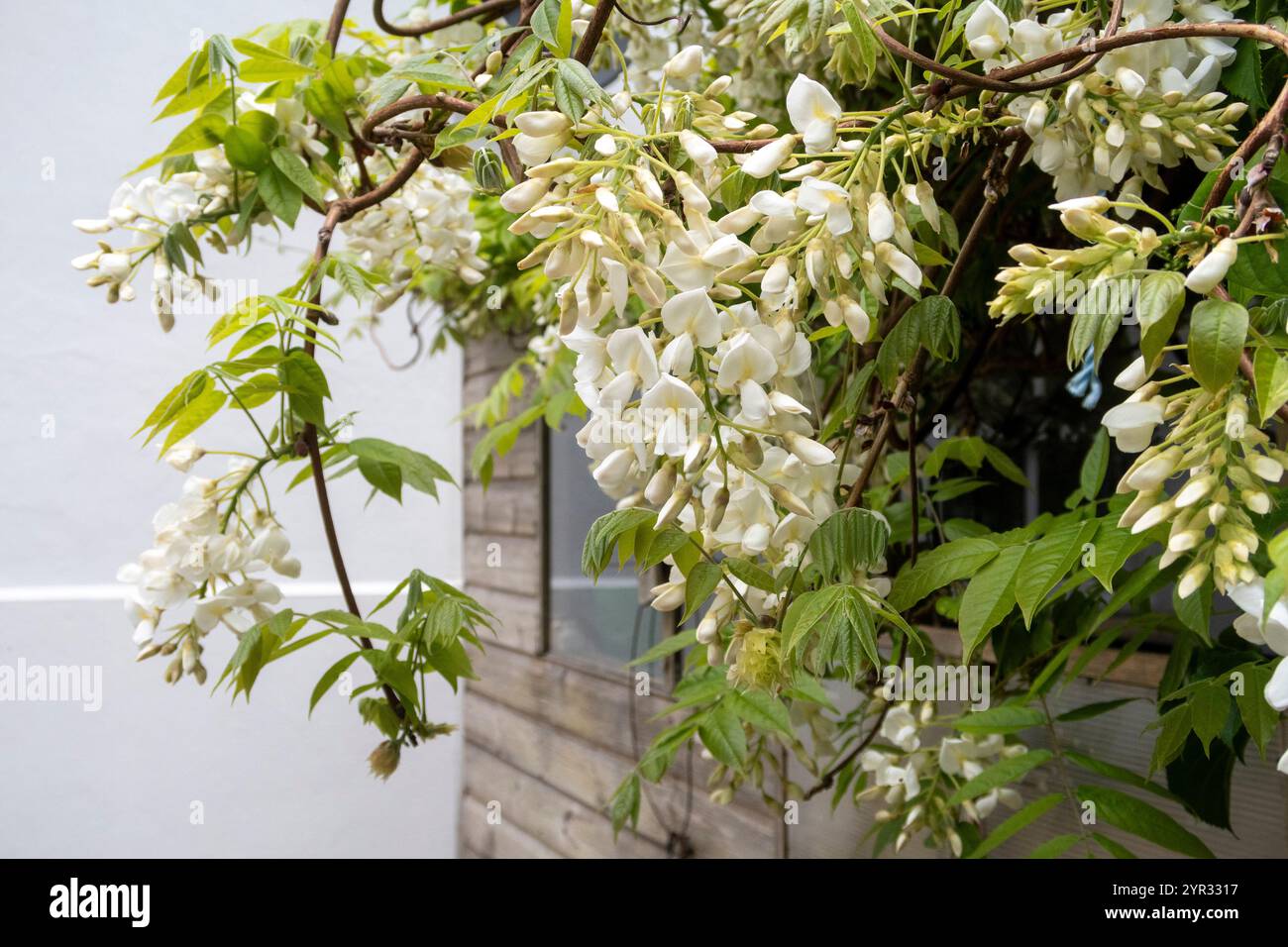 White Wisteria Sinensis Blanca grandissant sur le côté d'un hangar de mise en pot de jardin. Banque D'Images