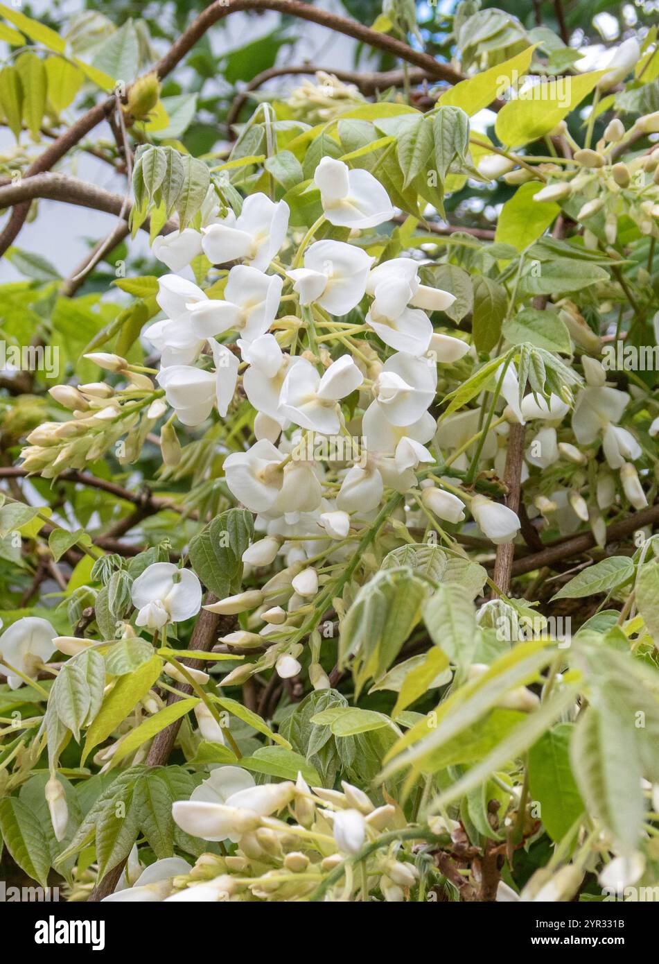 White Wisteria Sinensis Blanca grandissant sur le côté d'un hangar de mise en pot de jardin. Banque D'Images