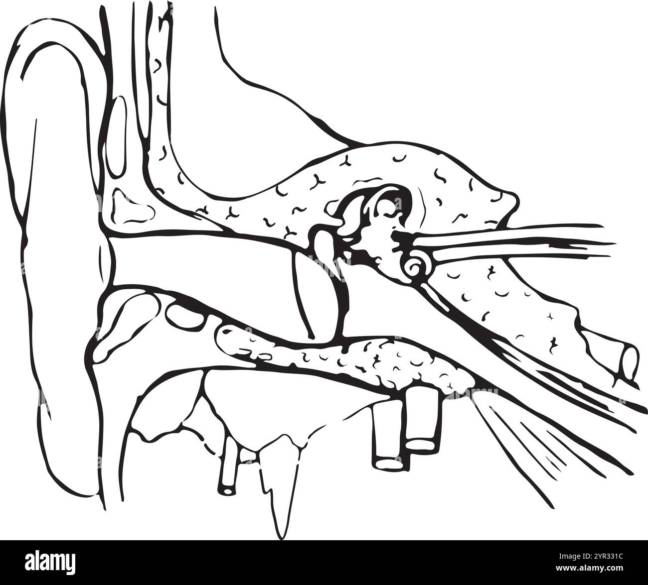 Dessin au trait de la structure de l'oreille humaine. Illustration de Vecteur